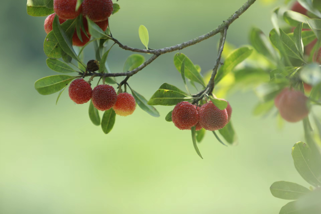 周日丨休闲摘杨梅】象头山东魁杨梅,开摘了 - 惠玩户外 - 惠州专业
