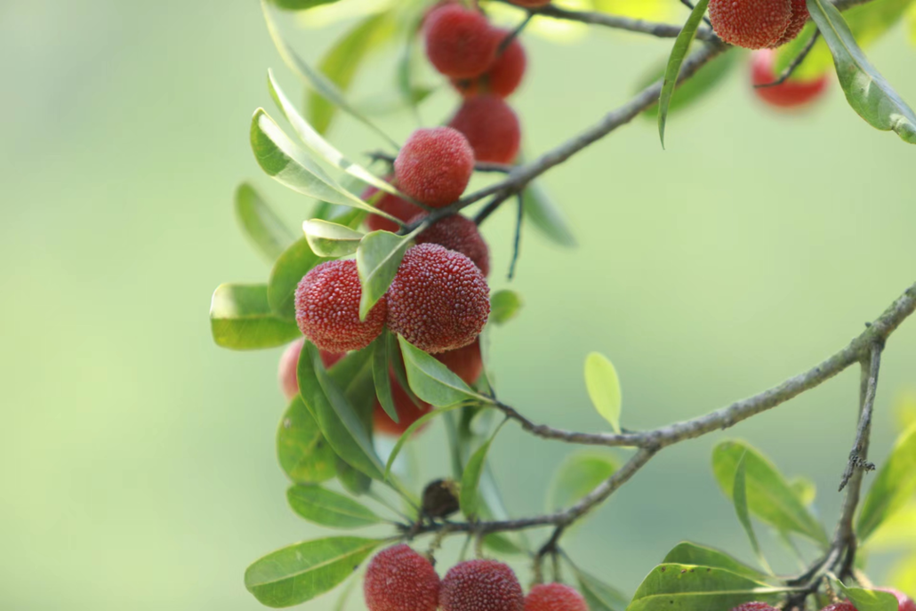 周日丨休闲摘杨梅】象头山东魁杨梅,开摘了 - 惠玩户外 - 惠州专业