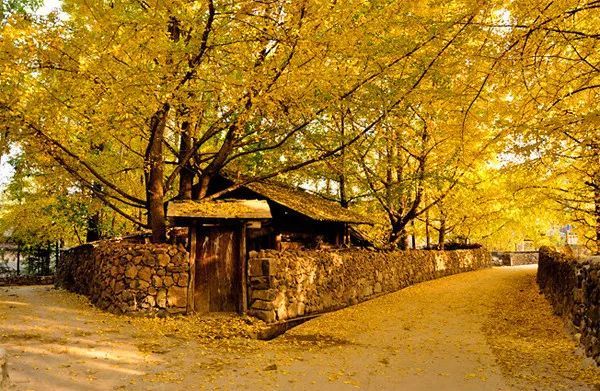 【邂逅银杏11月22-24日】寻找深秋的童话 ,桂林海洋乡银杏摄影休闲