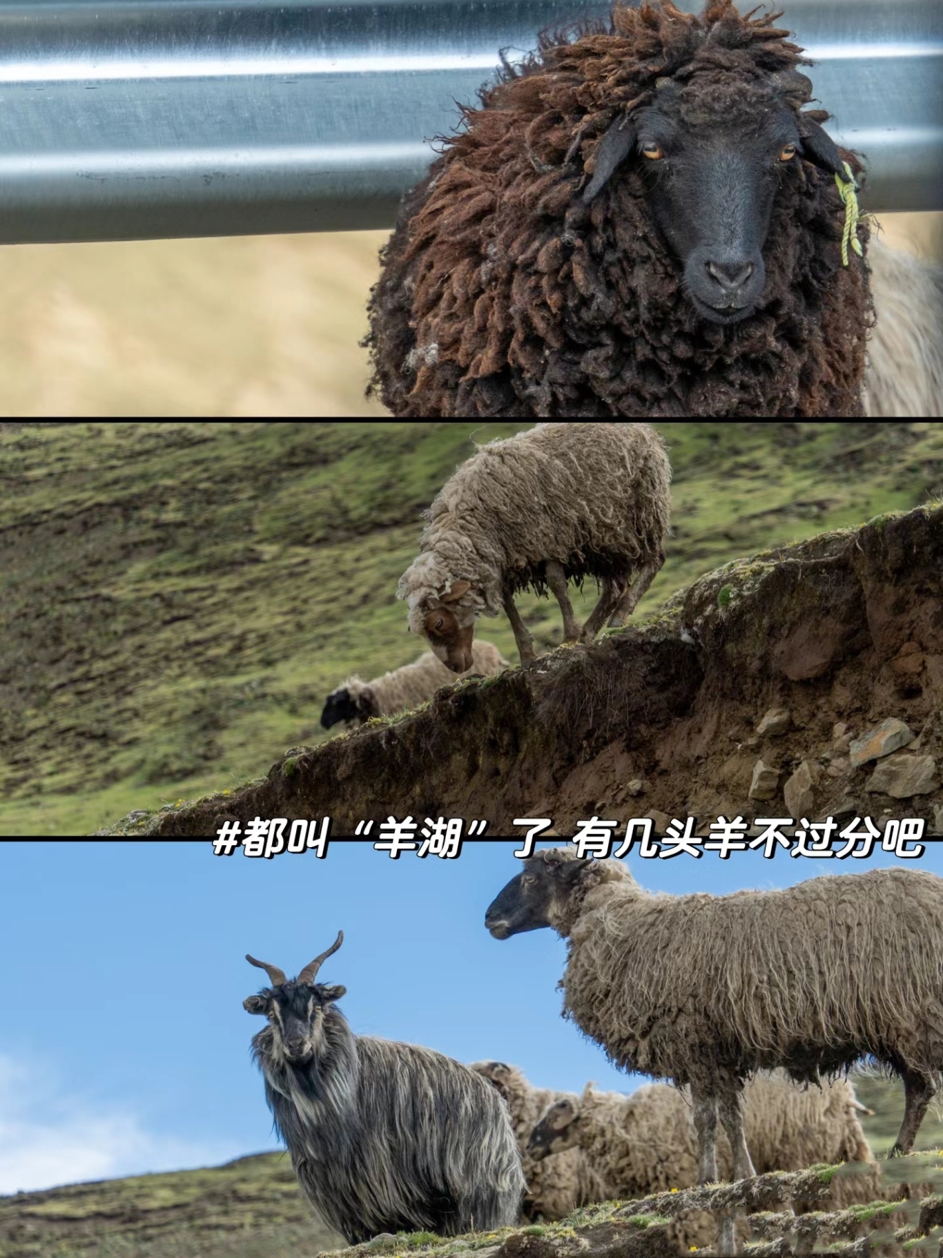 MEITU_20240803_014435376.jpg
