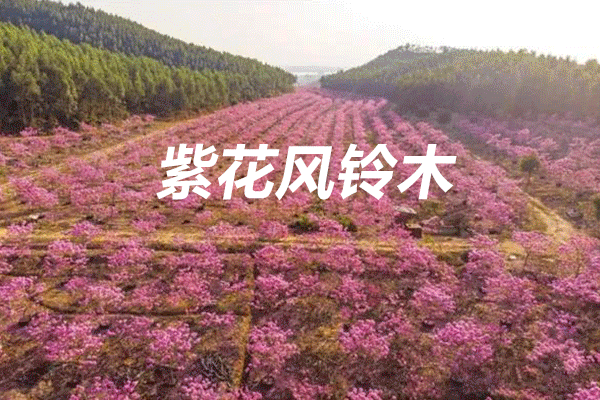520.gif