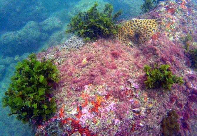 随海浪微微摆动的海草