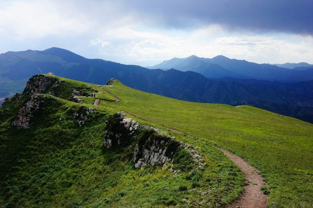 北灵山的野生韭菜生长在海拔1700米以上的高山草甸上.
