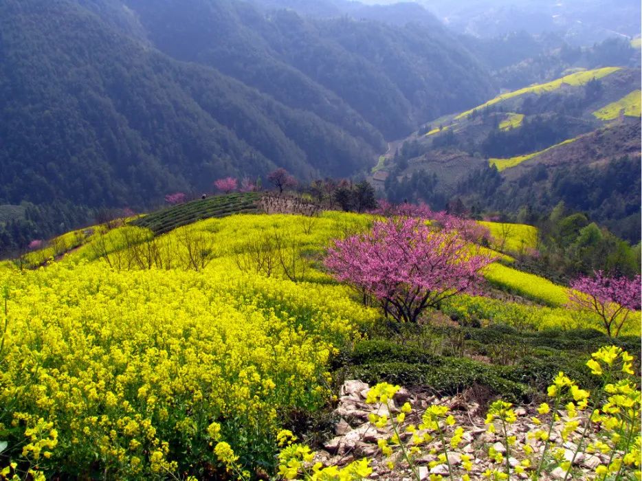 週末2日新安江油菜花海漫步石潭美景訪靈山村油菜花梯田屯溪老街