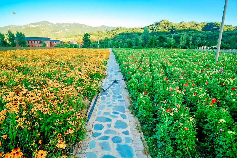 週末1日 四季花海の2021四季花海賞花季 百花齊放 爭齊鬥豔