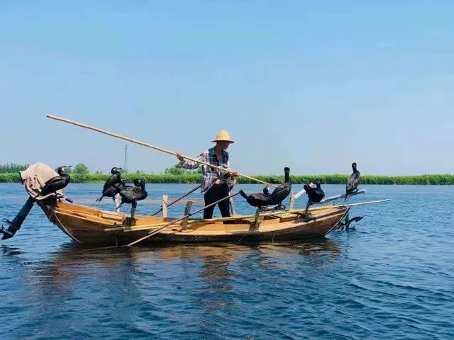 周末亲子游 【白洋淀2日行】水乡小渔夫,还原白洋淀传统渔民生活