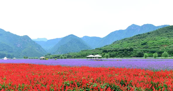 周末1日|密云人间花海|云岫谷狩猎风景区-遥桥古堡-京郊一日休闲游
