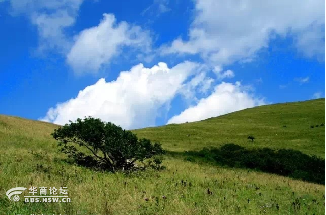 【雲之隊】5月13日東坪溝登高山草甸賞秦嶺高山杜鵑一日活動