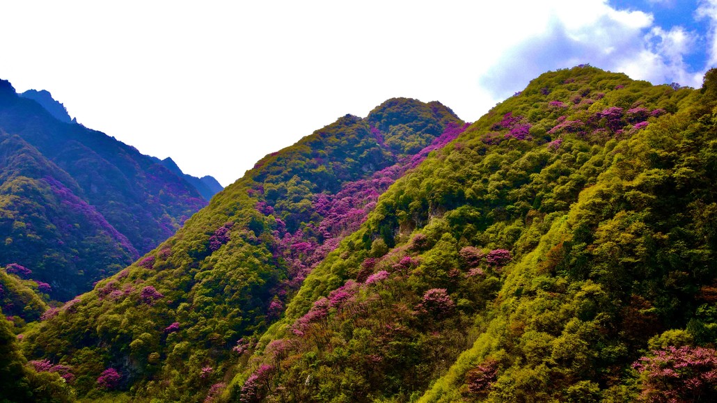 太平峪西寺沟紫荆花图片