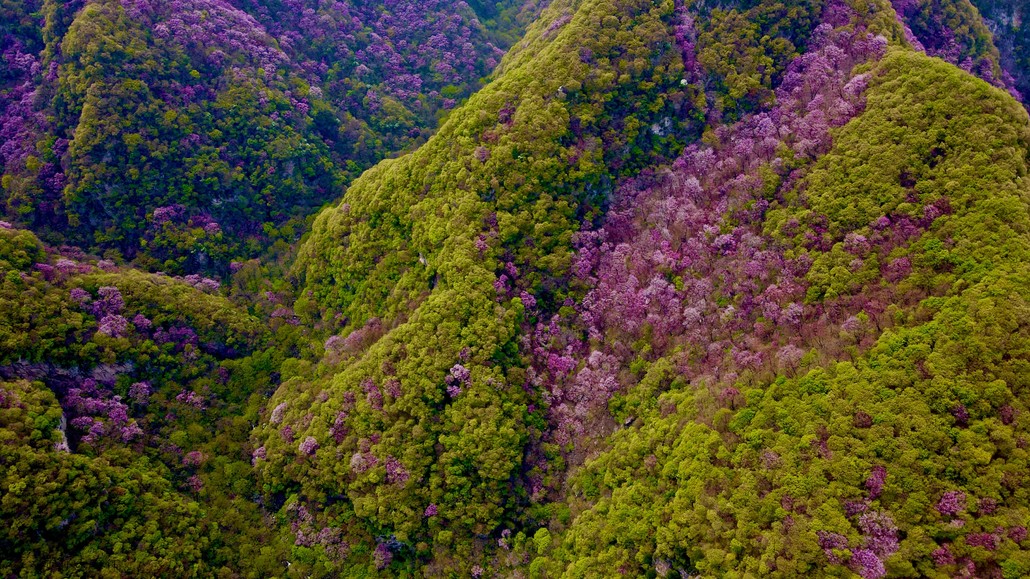 太平峪西寺沟紫荆花图片