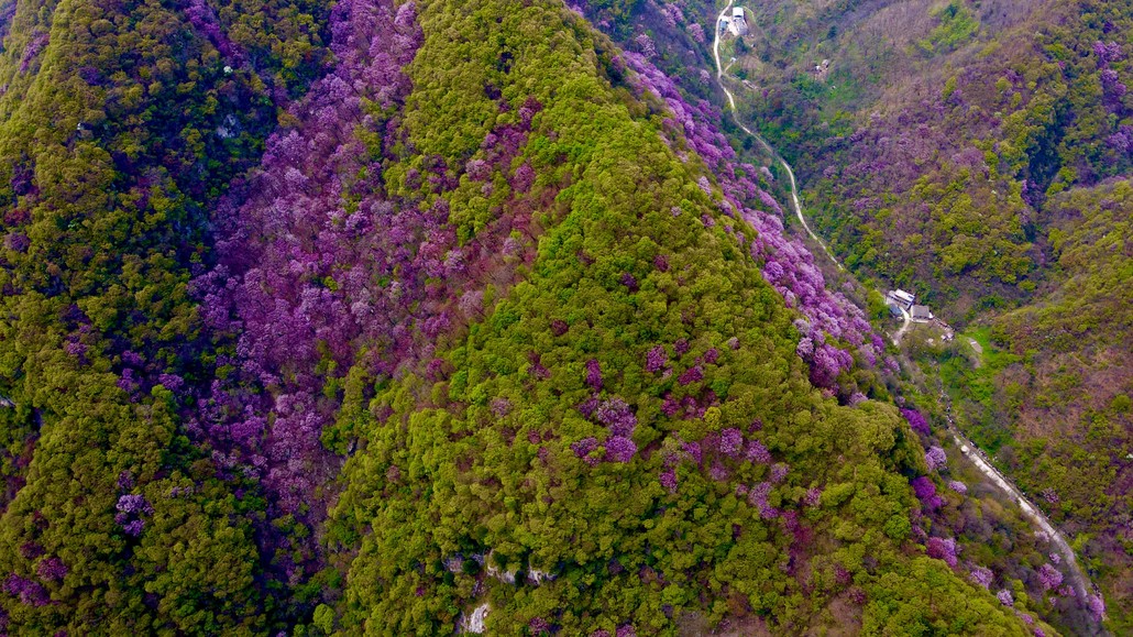 太平峪西寺沟紫荆花图片