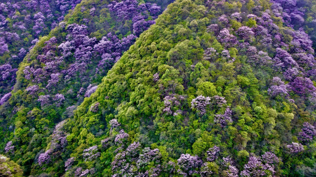 太平峪西寺沟紫荆花图片