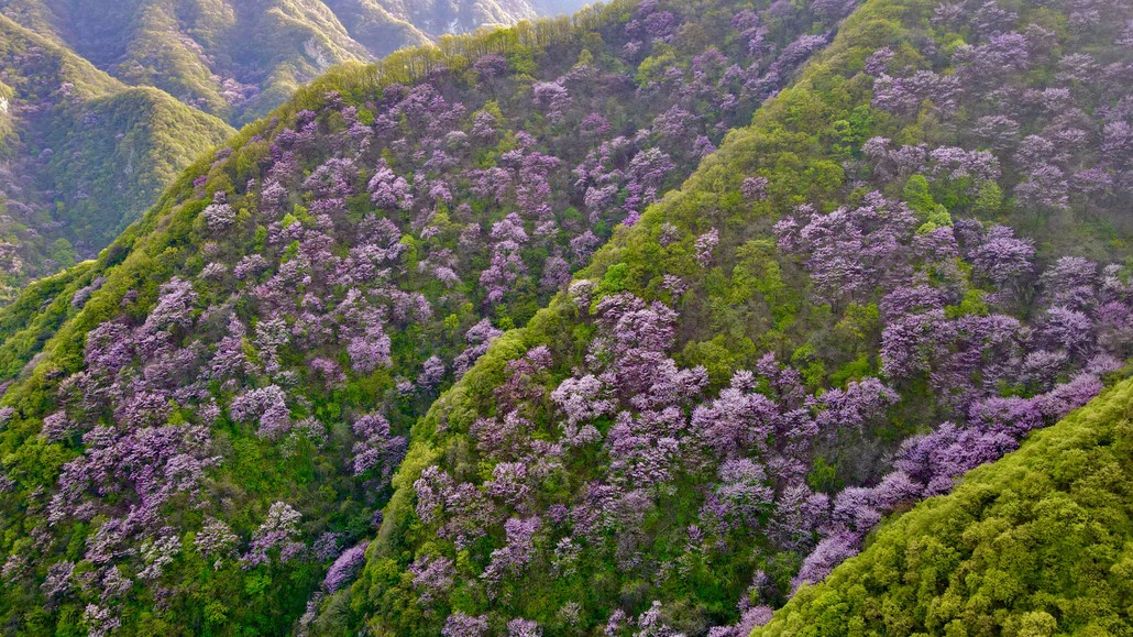 太平峪西寺沟紫荆花图片