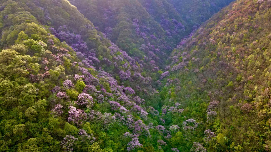 太平峪西寺沟紫荆花图片