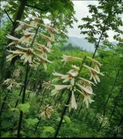 测试小程序跳转