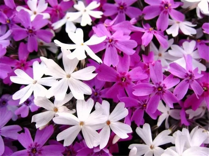 都有一片属于自己的花海 4月 当太阳直射点向北回归线靠近 临安的芝樱