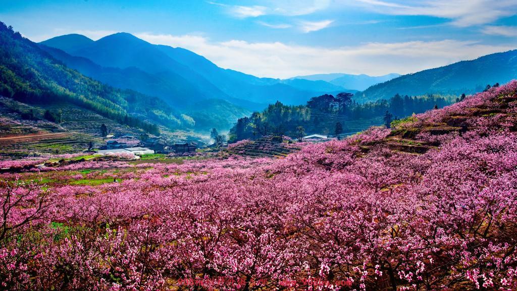 2021年3月20号古田赏桃花 翠屏湖休闲一日游