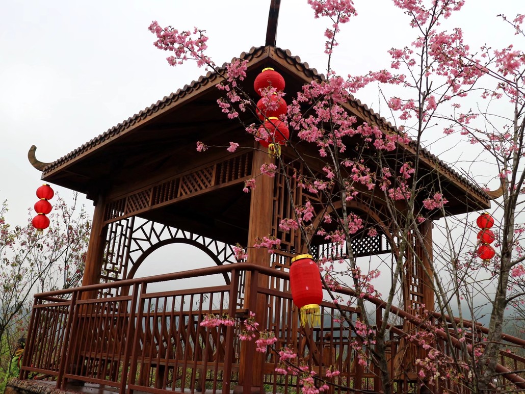 2022年3月2号霞浦樱花谷-花竹村-东壁观影栈道休闲一日游