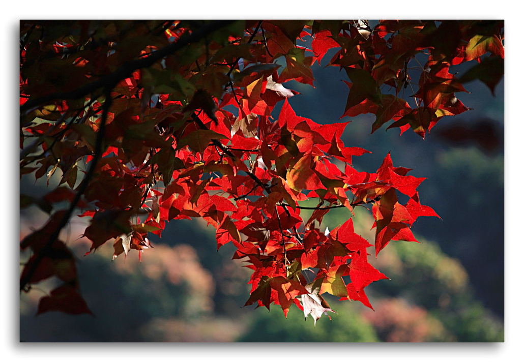 似畫的美景 逆光下染紅的楓葉,像火一樣閃爍著 夢幻般桔紅色,甚是好看