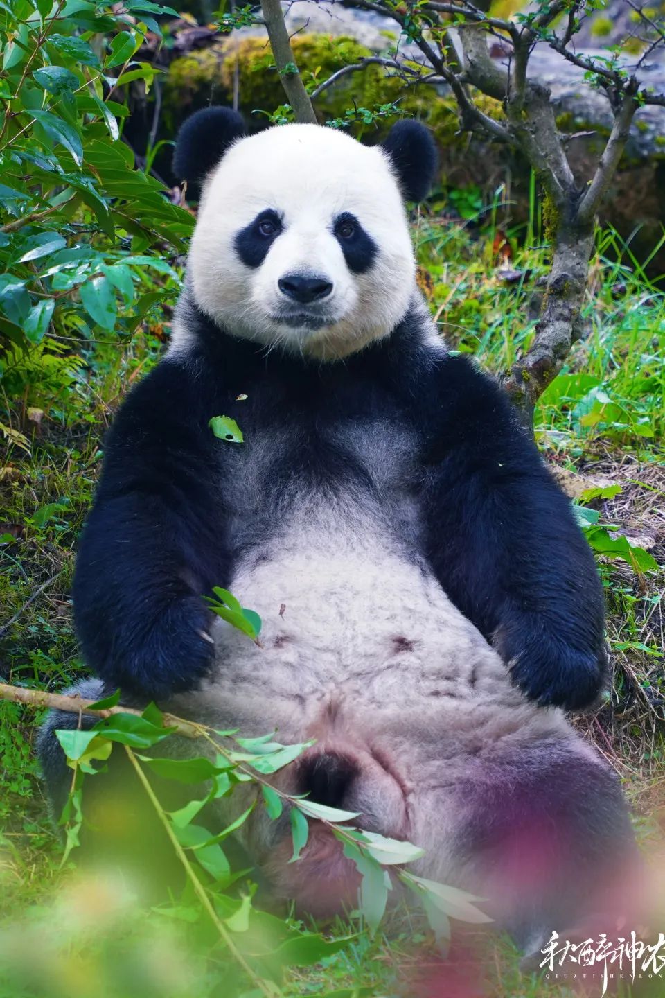 图片