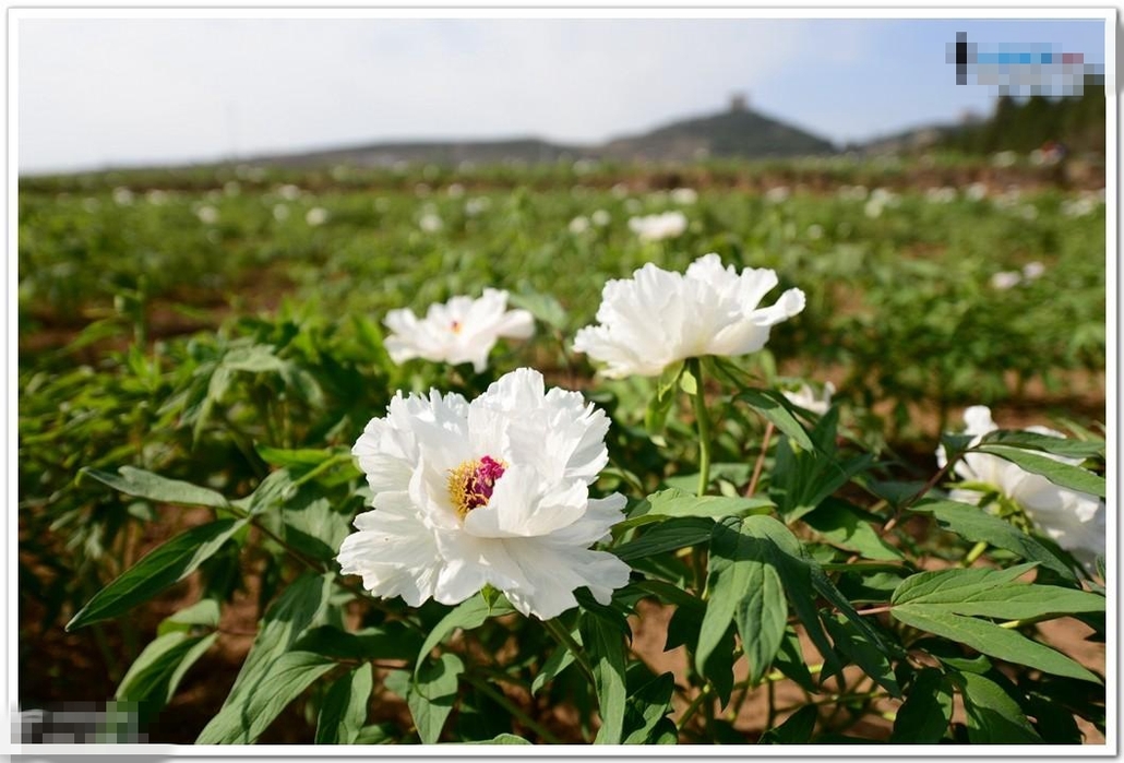 24周日乾县大唐牡丹园 乾陵一日休闲