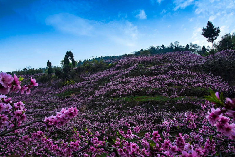 狮子户外3月26日周日商州桃花谷棣花古镇商州特色美食十三花一日游