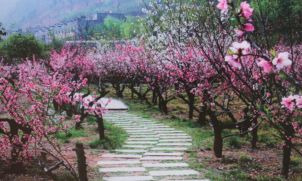 【极地户外】3月25日 (星期六)竹林关桃花谷-棣花古镇休闲一日