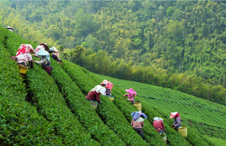清明d线 ▏ 西九华山森林公园 万亩采茶2日游