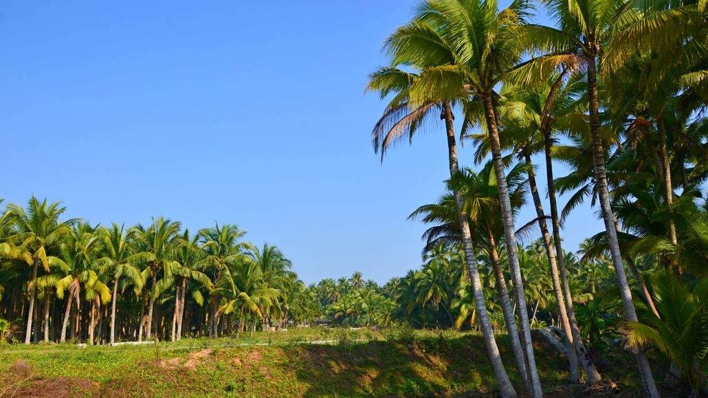上午:文昌东郊椰林徒步