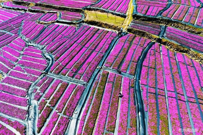 1/2/3/4 摘草莓,挖笋竹筒饭,离杭不到1.