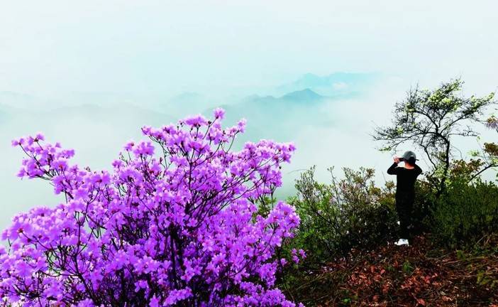 大杭州有个"网红"山,紫色映山红美得不像话!错过再等一年!
