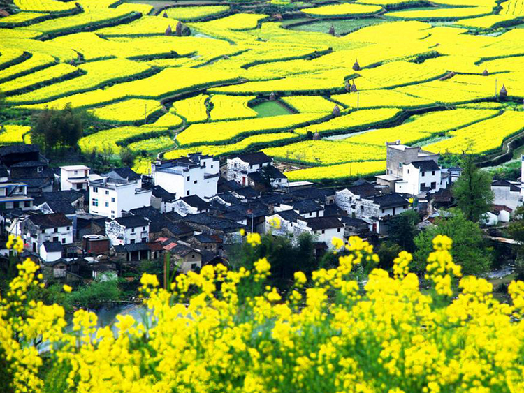 单身专线|爱旅婺源|赏江岭梯田油菜花·品徽州古村浓文化《老家婺源》