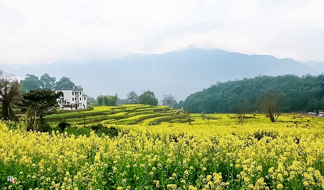 三月花季 23,24 單身專線|愛旅婺源|賞江嶺梯田油菜花·品徽州古村濃