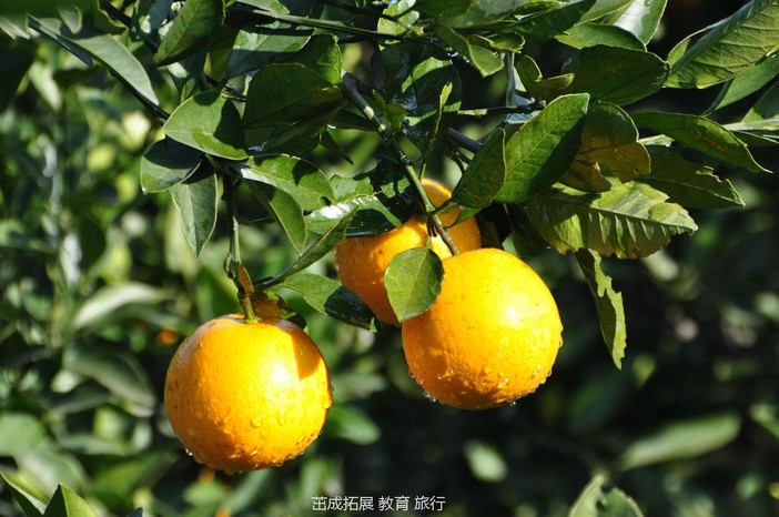 让孩子体验橙树的                     种植,施肥,生长