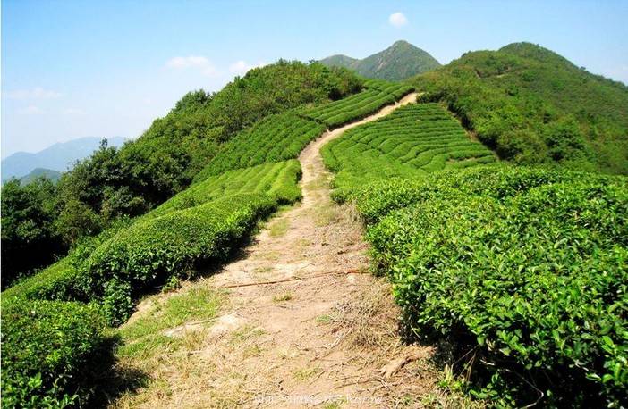 在被"放逐"的菩提岭古道,寻找最美的风车公路 5月20日宁波菩提岭古道