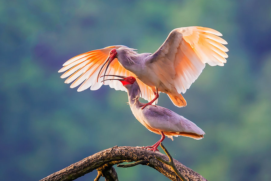 【新丝路旅行】3月13日 洋县徜徉最美油菜花海,朱鹮梨园 休闲摄影一日