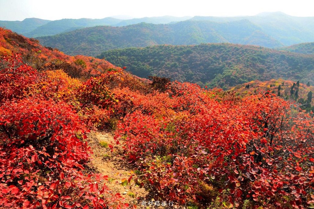 赏红叶穿搭,赏红叶,河北赏红叶_大山谷图库