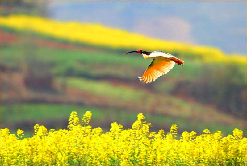 晨星户外3月19日洋县油菜花节朱鹮梨园梨花节牡丹园休闲一日游