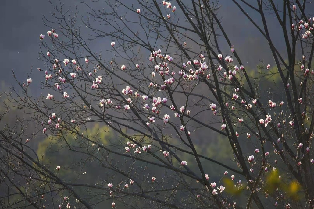 如梦似幻一树繁花盛开随手一拍都能做屏保的"神仙玉兰"这就是——这一