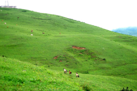 【泥巴山万亩草原】邂逅最美草场