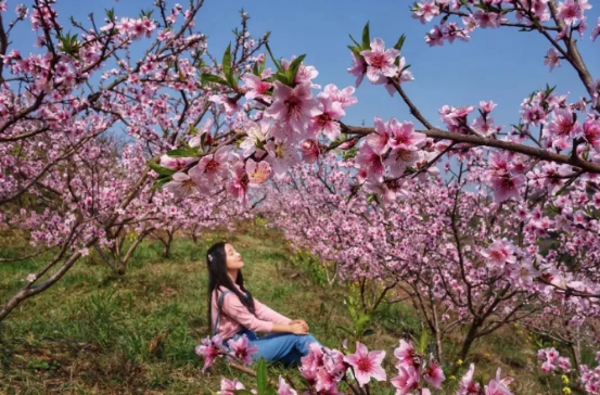 梅湾湖赏桃花三生三生十里桃花