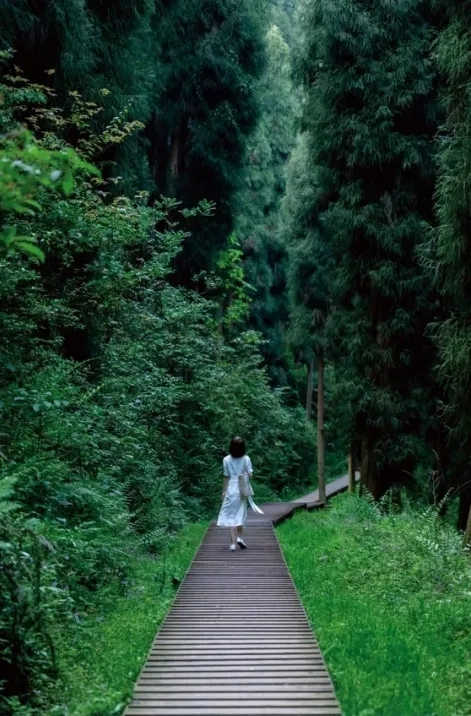 【中坝森林】户外休闲徒步,探寻森林的秘密