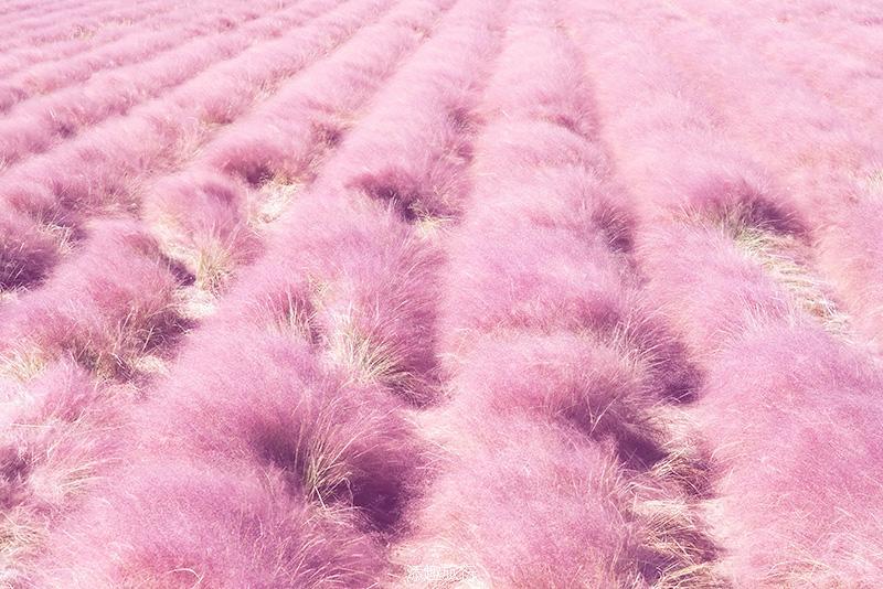 49元赏花团粉色来袭网红粉黛乱子草仙气十足