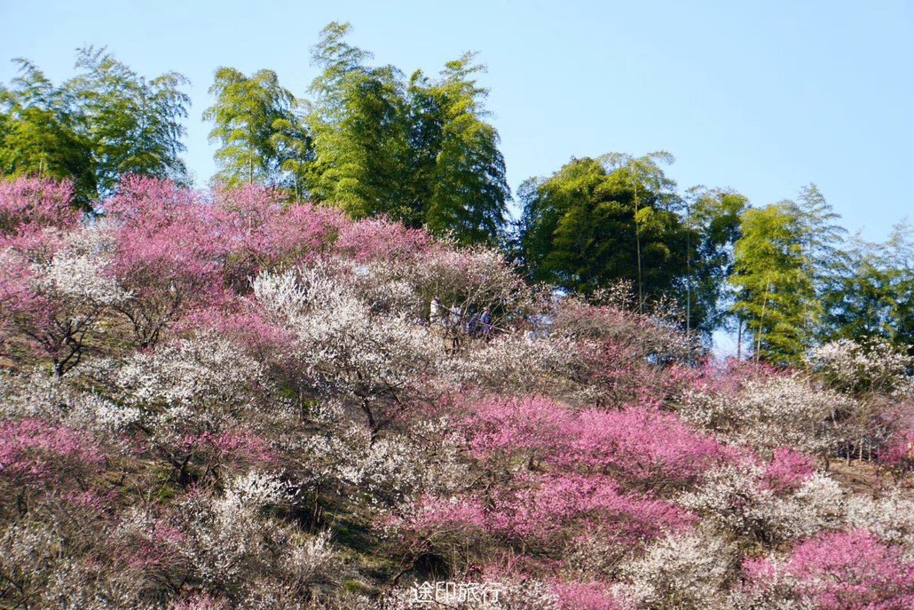 2014年3月23日央视把安吉杭垓的梅花写成了浙江安吉樱花漫山,千亩梅园