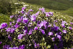 7月4｜攀登西秦岭北缘最高峰露骨山，沉浸式体验壮美山色、赏杜鹃花海（可7.3晚火车出发）