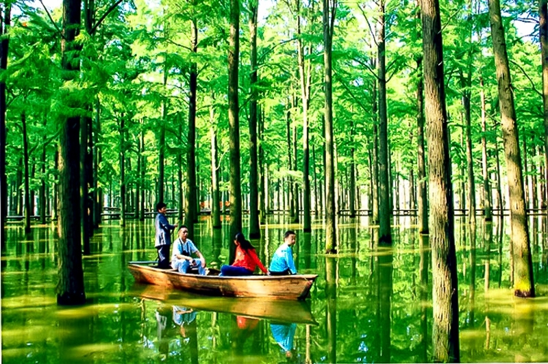 烟花三月下扬州の兴化油菜花海-李中水上森林-瘦西湖-何园-在线订票