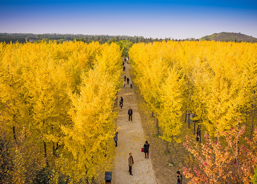 1日【汉阳陵银杏林】金秋踏古银杏季 穿越千年的汉阳陵,和银杏有个