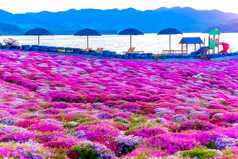 1日【雨花谷】遇见芝樱遇见你の中国最大芝樱花海