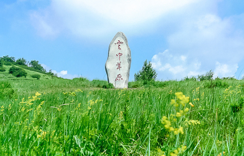 周末1日【云中草原】云海仙境の白云缭绕-碧草茫茫-野花点点-花香远溢