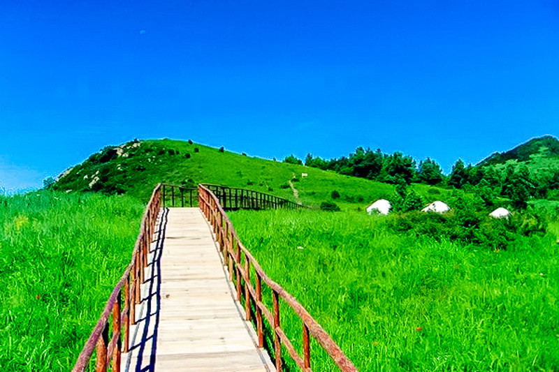 周末1日【云中草原】云海仙境の白云缭绕-碧草茫茫-野花点点-花香远溢